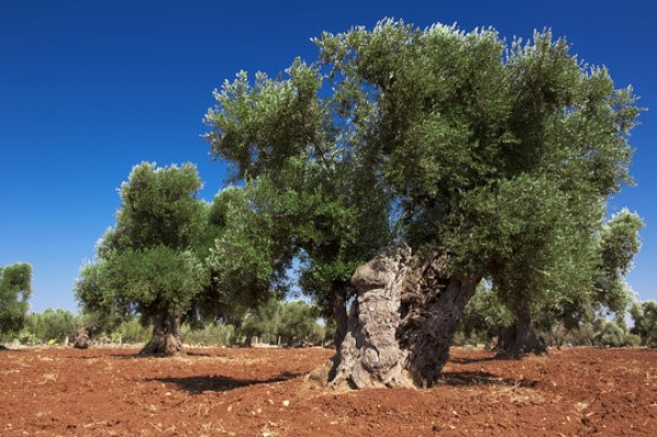 Avviso XYLELLA FASTIDIOSA